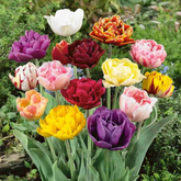 Hectarul - Ladita 800 bulbi de lalea DOUBLE LATE TULIPA Mix